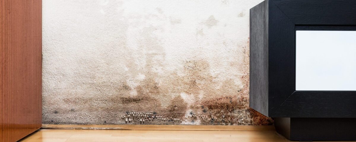 Mur intérieur endommagé par l'humidité et les remontées capillaires